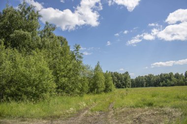 Temmuz ayında orman. Çim ile büyümüş bir orman yolu.