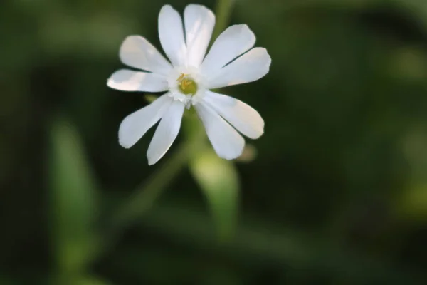 White Flower Forest Shade Rays Sun — Stock Photo, Image