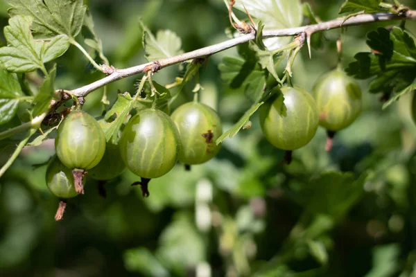 Zelené Ještě Nezralé Bobule Angreštu Krásné Bush Paprscích Vycházejícího Slunce — Stock fotografie