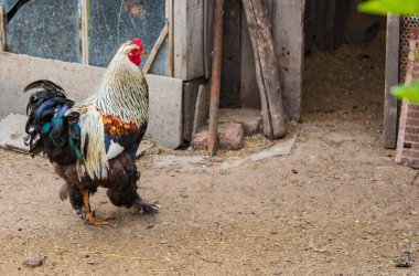 Köy. Kırsal. Aviary Kuşlar için. Avluda güzel safkan horoz.