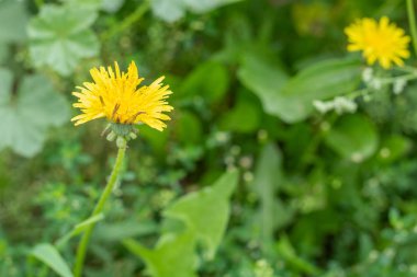 Köy. Kırsal. Bahçe. Sarı karahindiba yanında belgili tanımlık kulüp büyüdü.