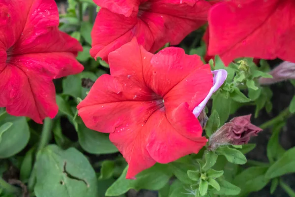 Wieś Obszarów Wiejskich Ogród Kwiat Łóżko Czerwonych Kwiatów Petunii Piękne — Zdjęcie stockowe