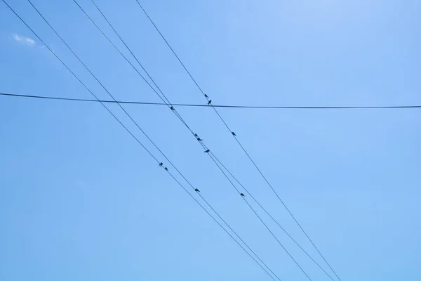 Village. Rural. Birds on wires in the sky over the village.