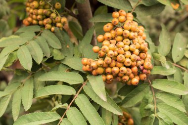 Köy. Kırsal. Üzümleri henüz olgunlaşmış üvez bahçede değildir. Demet dağ kül.