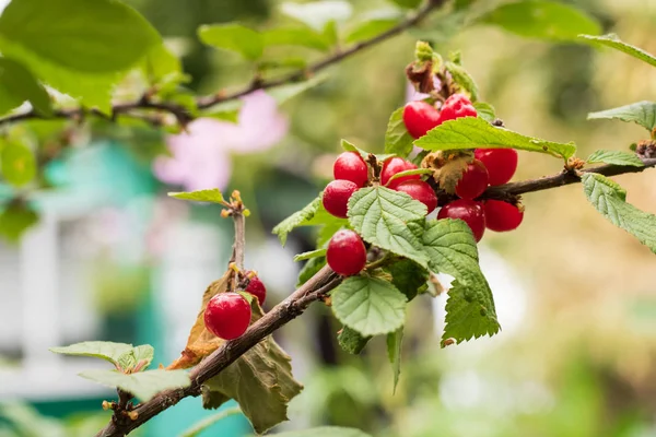 Vesnice Venkova Zahrada Čínská Cherry Tak Nazývá Vesnici Zvláštní Druh — Stock fotografie