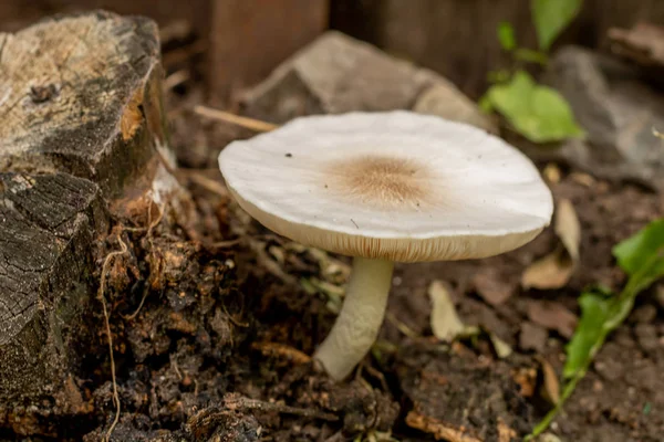 Village Rural Garden Mushroom White Toadstool Overgrown Mildew Moss Stump — Stock Photo, Image