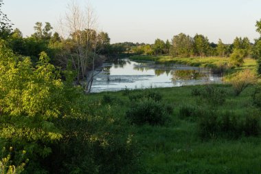 Güzel doğa. Ormanda küçük bir nehir.
