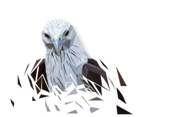 Kartal Çokgen, Eagles yılında orman yaşayan. Yalnızca çokgen üstbilgileri dört beyaz zemin göster. kavramı, hayvan yaban hayatı, vektör sanat ve illüstrasyon arıyorum.