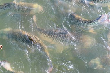 Yaban hayatı nehirdeki balık, yüzey Nehri üzerinde hayvan yaban hayatı kavramı kapatın.