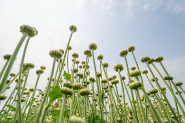 çiçek çiçek açan arka plan duvar kağıdı