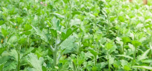 çiçek çiçek açan arka plan duvar kağıdı