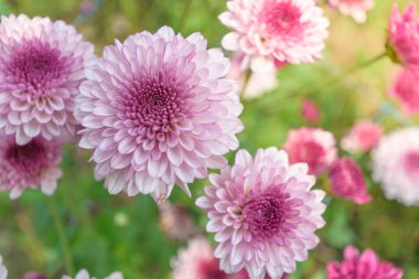 çiçek çiçek açan arka plan duvar kağıdı