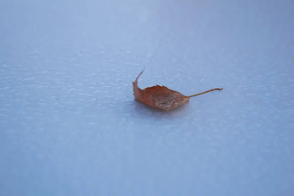 One yellow tree leaf on a blue smooth wet surface. The first fallen leaf. One yellow tree leaf on a blue background of drops.  The autumn came. Fallen leaves. After the rain.