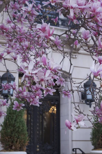 Pink Magnolia flowers in front of the Back Bay Appartment in Boston