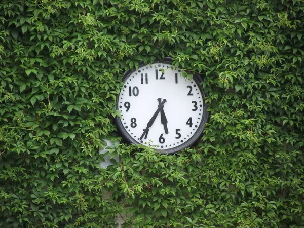Clock in the vine