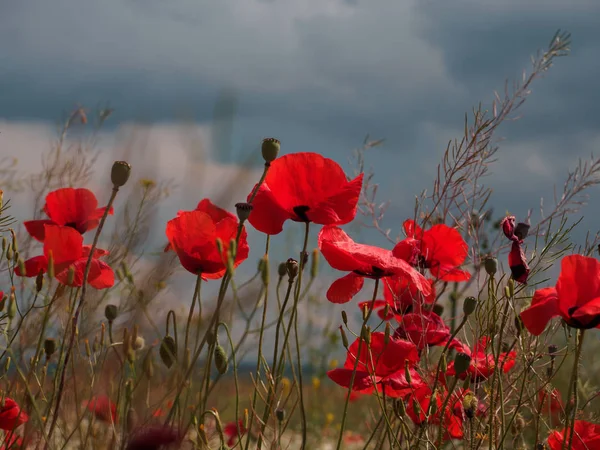 Campo flores selvagens papoilas contra um céu nublado . — Fotografia de Stock