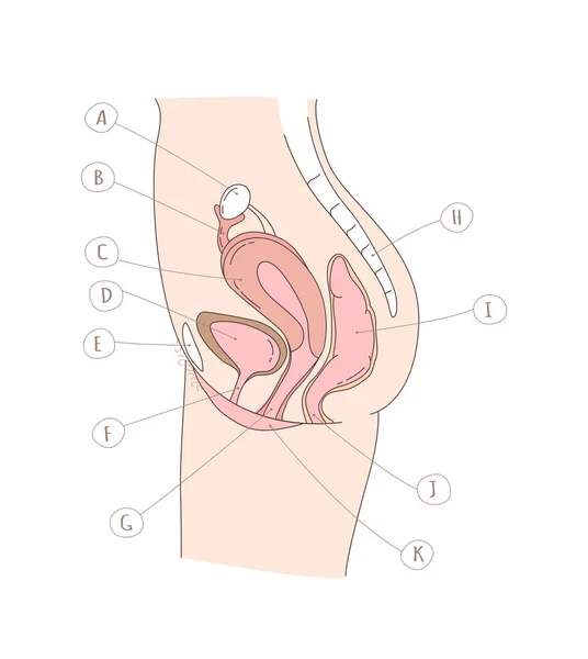 Side View Female Reproductive Urinary System Showing Position Urethral Opening — Vetor de Stock