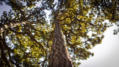 Grand taç ağaç Kırım '                         
