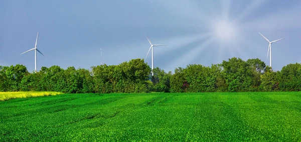 Fältet Sommaren Gröna Gräs Och Tre Väderkvarnar — Stockfoto
