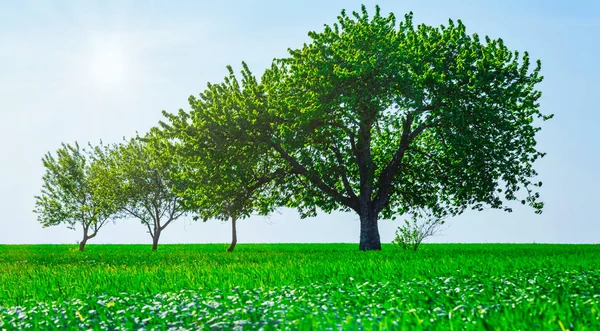 Vista Panorâmica Árvores Campo Geração Crescimento Legado Conceito Família — Fotografia de Stock