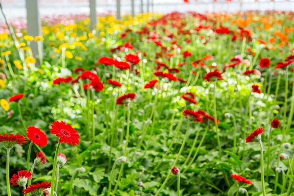 Las Gerberas Rojas Crecen Invernadero Moderno Bajo Luz Crecimiento Artificial — Foto de Stock