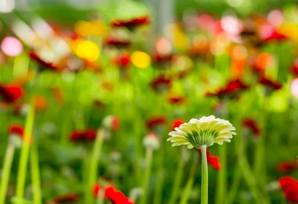 Red Pink Gerberas Grow Modern Greenhouse Artificial Growlight — Stock Photo, Image