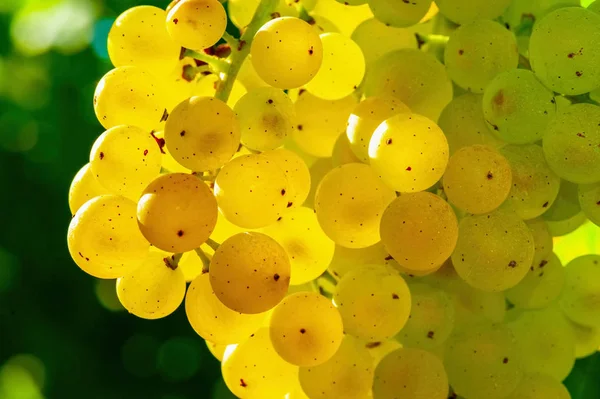 Closeup Bunch White Grapes French Vineyard — Stock Photo, Image