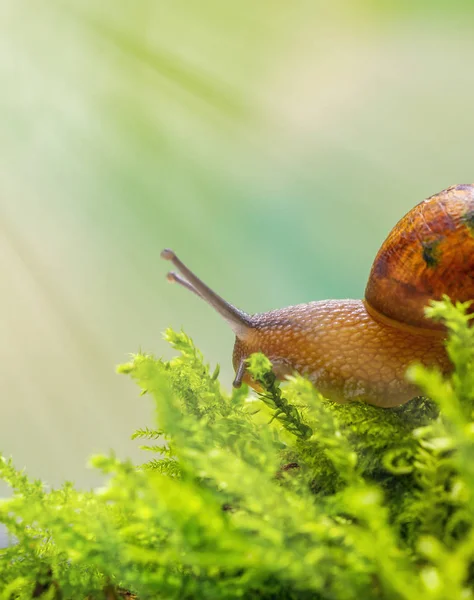 Caracol Descansando Sobre Musgo Bajo Cielo Muy Brillante Relajar Concepto — Foto de Stock