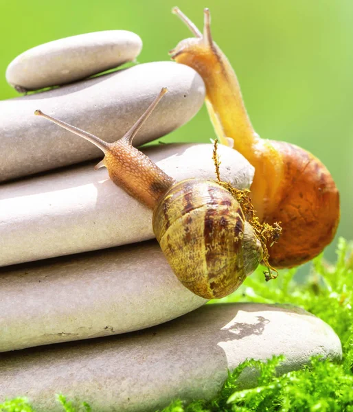 Two Snails Climbing Stack Pebbles Competition Challenge Concept Metaphore — Stock Photo, Image