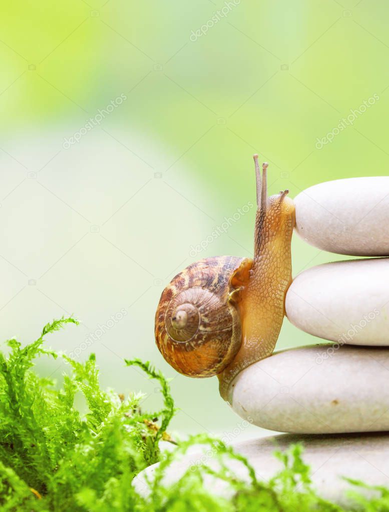 Snail climbing on a pile of pebbles in equilibrium. Goal, motivation, challenge concept metaphore