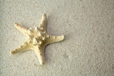 Deniz yıldızı plaj kum üzerinde. Stüdyo çekimi kapat