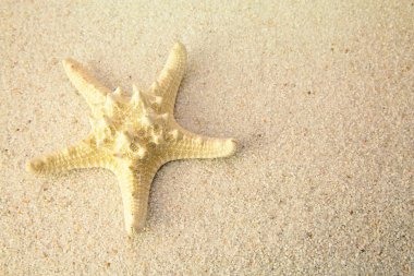 Deniz yıldızı plaj kum üzerinde. Stüdyo çekimi kapat