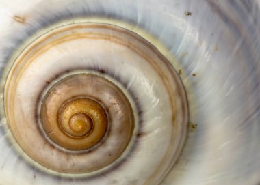 Sahil kumu deniz Salyangoz kabuğu. Stüdyo çekimi kapat