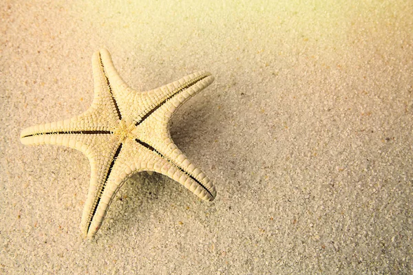 Estrella Mar Beach Sand Primer Plano Sesión Estudio —  Fotos de Stock