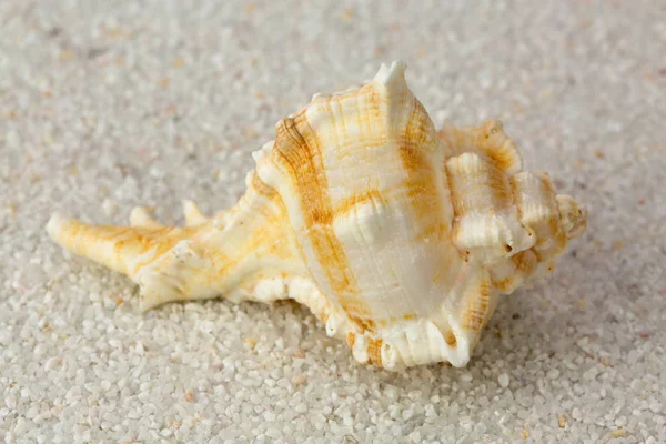 Muschel Auf Sand Strand Nahaufnahme Vom Studiodreh — Stockfoto