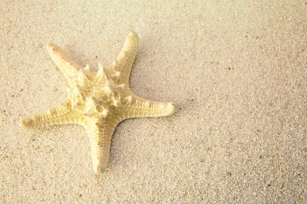 Морская Звезда Пляже Закрыть Студийные Съемки — стоковое фото