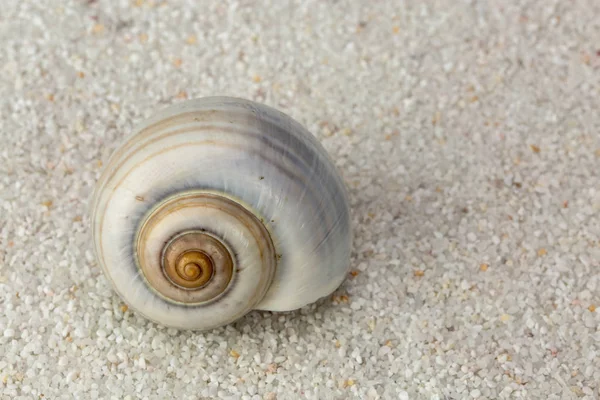 Sea Snail Shell Beach Sand Close Studio Shoot — Stock Photo, Image