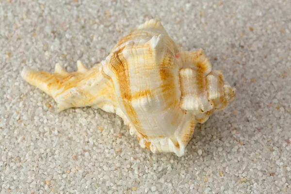 Sea Shell Strand Zand Close Van Studio Shoot — Stockfoto