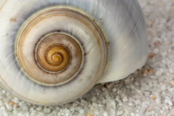 Havet Snigel Skal Stranden Sand Närbild Studio Shoot — Stockfoto