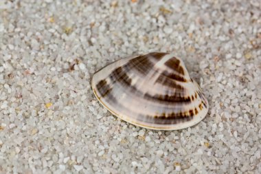 Deniz kabuğu Plajı kum üzerinde. Stüdyo çekimi kapat