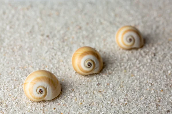 바닷가 모래에 달팽이 스튜디오 촬영을 닫습니다 — 스톡 사진