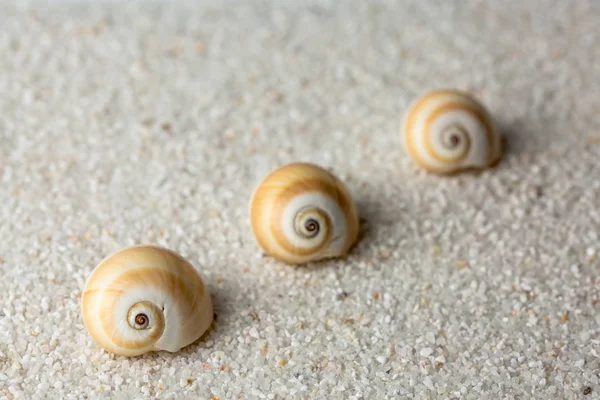 Havet Snigel Skal Stranden Sand Närbild Studio Shoot — Stockfoto