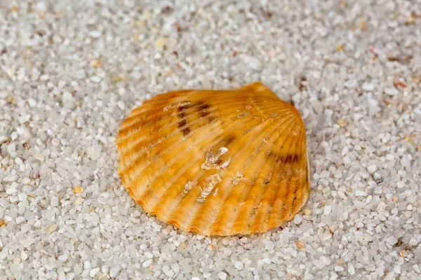 Sea Shell Beach Písku Detailní Záběr Studio Pro Natáčení — Stock fotografie