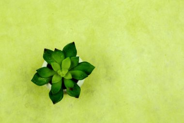 Üstten görünüm kaktüs boşaltmak yeşil zemin üzerine izole