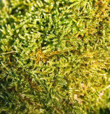 closeup yeşil yosun sebze doku
