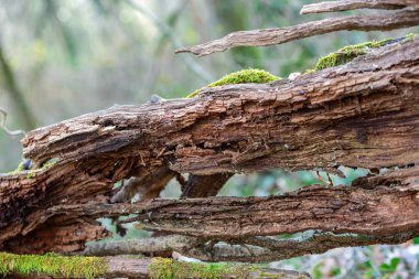 closeup moss ile bir ormandaki yaşlı çürümüş ahşap üzerine