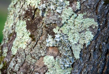 closeup yeşil yosun doku ile ahşap dokulu arka plan üzerinde