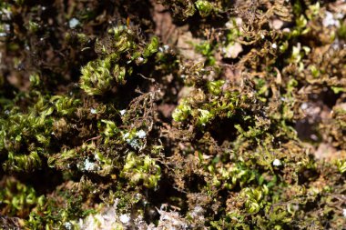 closeup yeşil yosun sebze doku