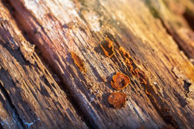 mantar orman portre üzerinde kurumuş ağaç kabuğu kaplı