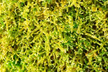 closeup yeşil yosun sebze doku